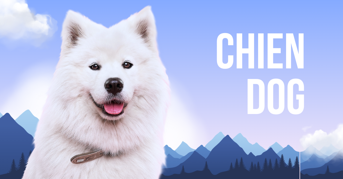 Chien